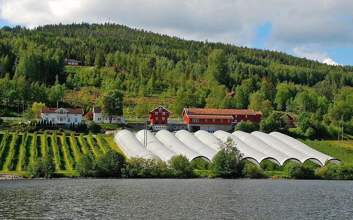 Søndre Bjerkerud - Bringebær